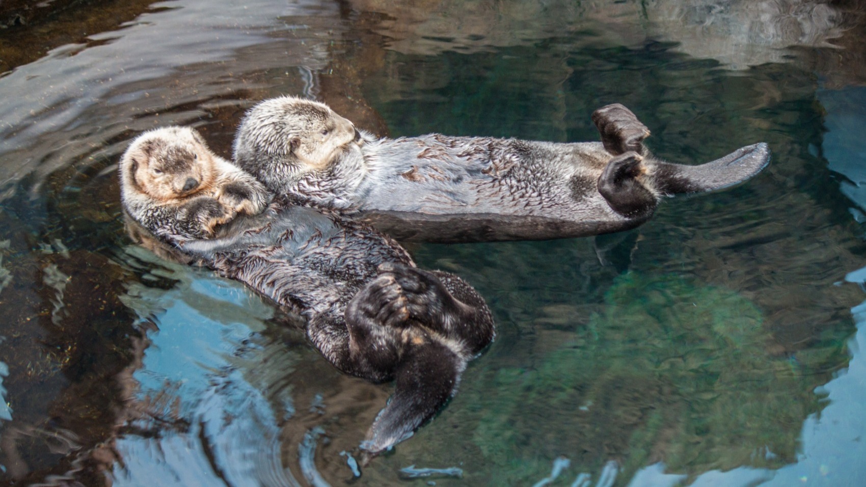 Lisbon-for-Families-oceanarium-otter