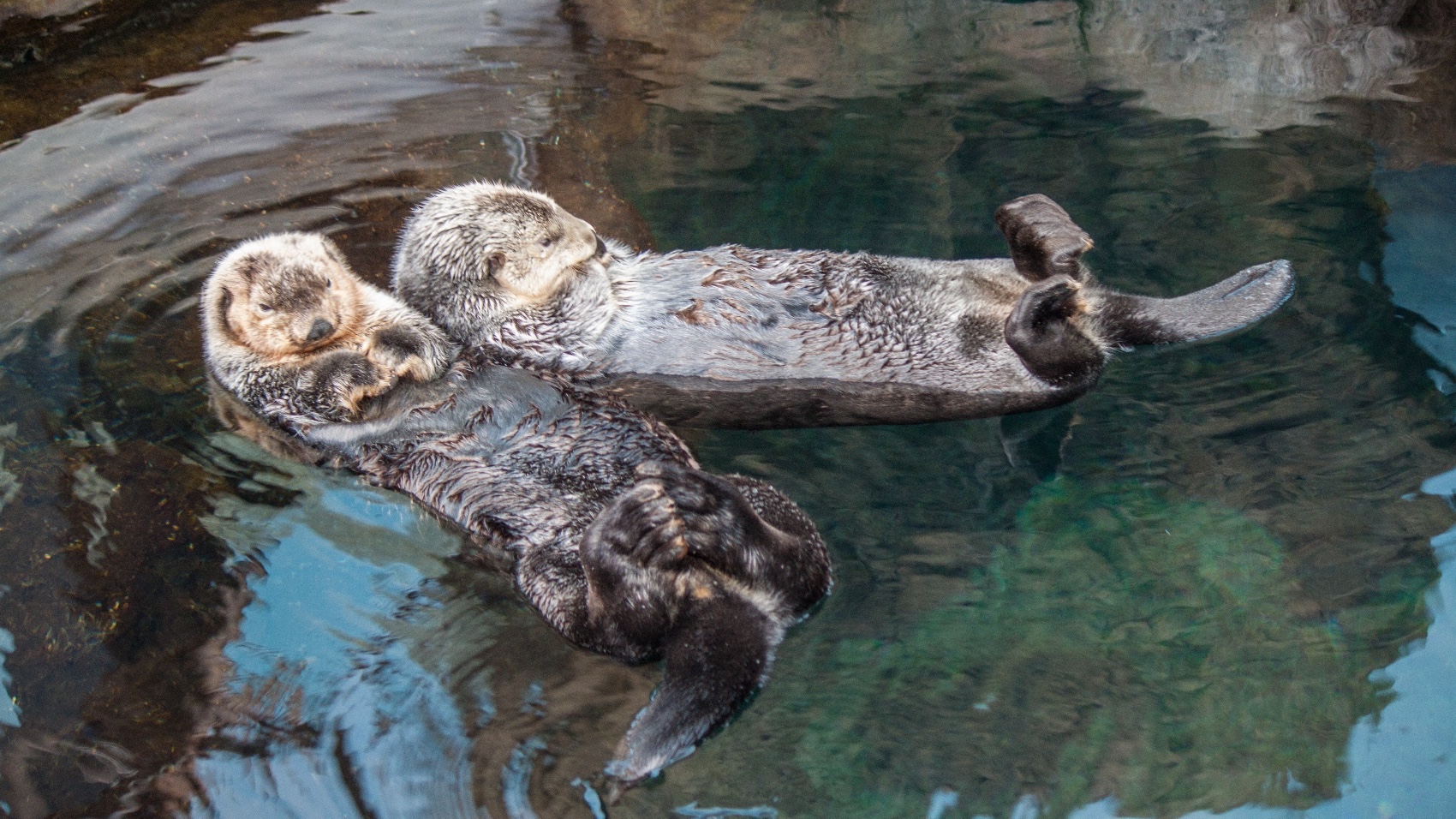 Lisbon & Surroundings for Families with Jurassic Park otter